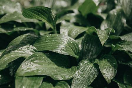 15 Low-Maintenance Indoor Plants Perfect for Beginners