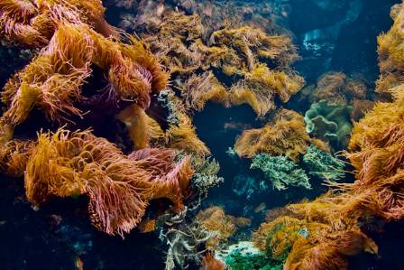 7 Vital Functions of Coral Reefs