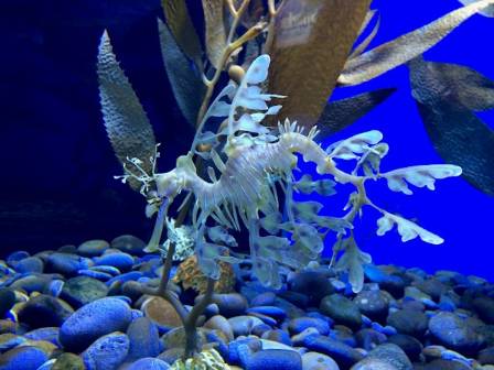 Intriguing Seahorse Insights for Children