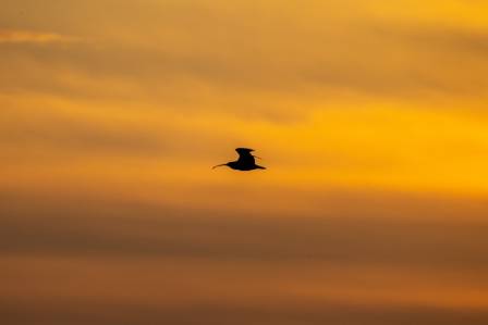12 Sea-Bird Species to Look for at the Beach