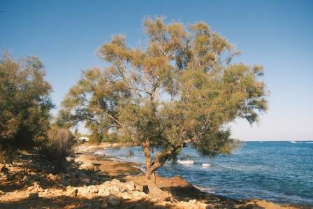 7 Coastal Trees That Flourish by the Sea