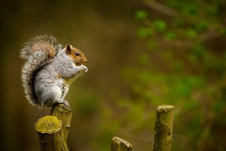 Fascinating Insights Into the World of Squirrels