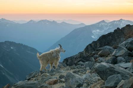 The Most Majestic Mountain Goat: An In-Depth Look