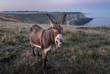 Remarkable and Little-Known Facts About Donkeys