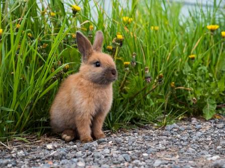 10 Fun and Fascinating Rabbit Facts