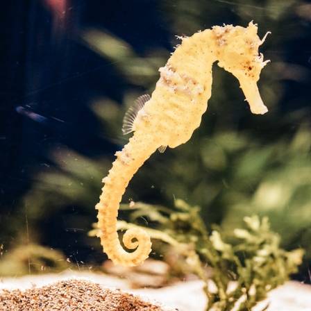 Intriguing Seahorse Insights for Children