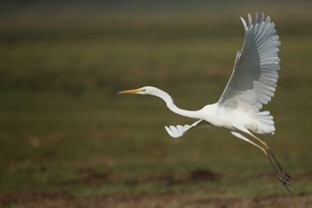 Great Egret: Elegant Hunter of the Wetlands