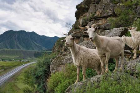 The Most Majestic Mountain Goat: An In-Depth Look