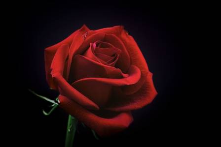 The 6 Most Stunning Roses in the World
