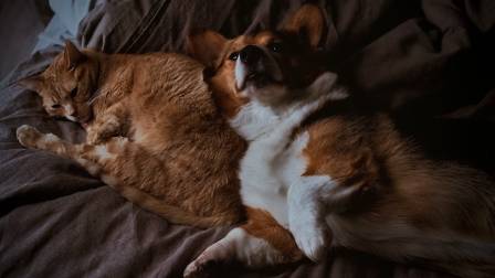 Unraveling the Charm: The Endearing Allure of Dogs and Cats