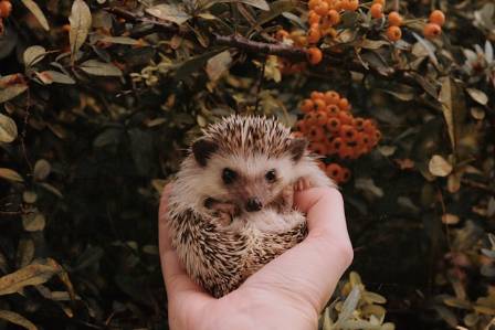 9 Must-Know Facts About Hedgehogs