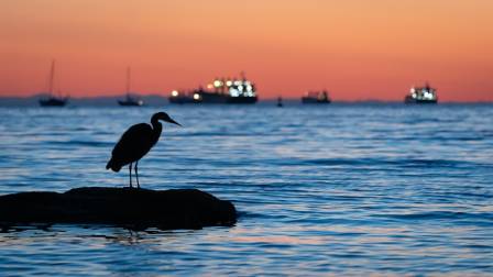 12 Sea-Bird Species to Look for at the Beach