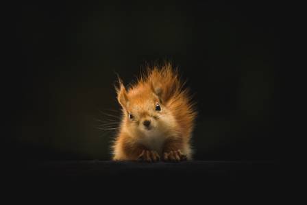 Fascinating Insights Into the World of Squirrels