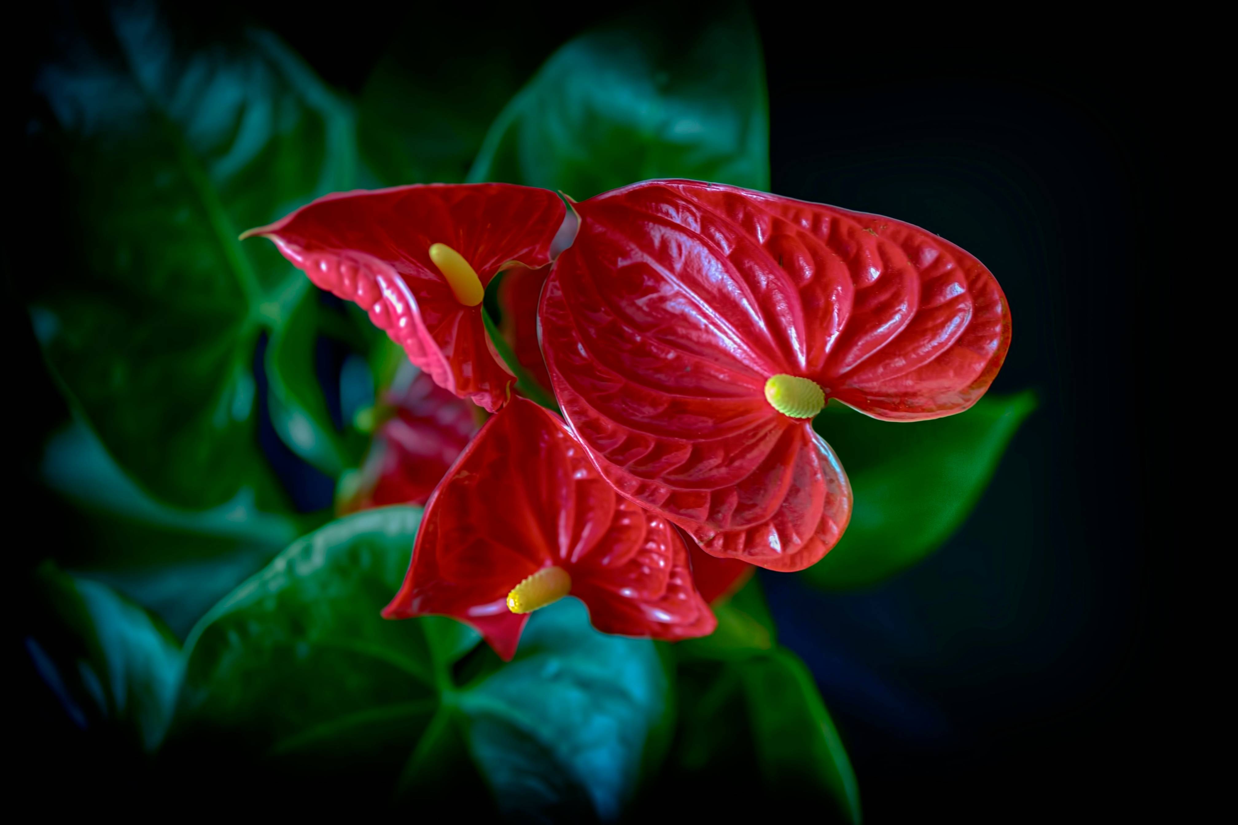 red flower in tilt shift lens