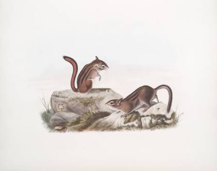 Comprehensive Guide: Sketching a Squirrel with Graphite Pencils