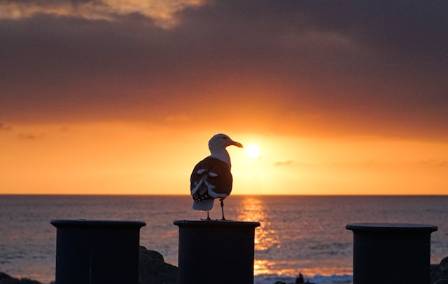 12 Sea-Bird Species to Look for at the Beach