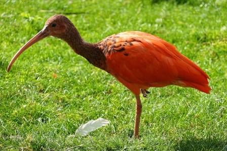 The History and Population Dynamics of the Scarlet Ibis (Eudocimus ruber) in Southern and Southeastern Brazil